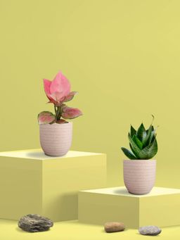 Greenkin - Green Snake Plant & Aglaonema Plant in Eco Pot (Pack of 2)