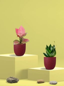 Greenkin - Green Snake Plant & Aglaonema Plant in Eco Pot (Pack of 2)