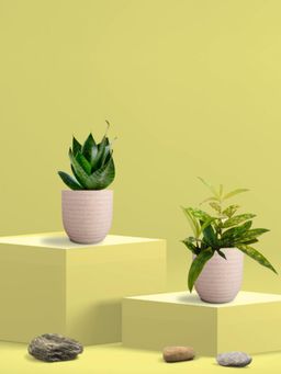 Greenkin - Green Snake Plant & Bamboo Dust Plant in Eco Pot (Pack of 2)
