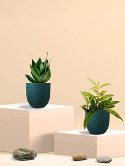 Greenkin - Green Snake Plant & Bamboo Dust Plant in Eco Pot (Pack of 2)