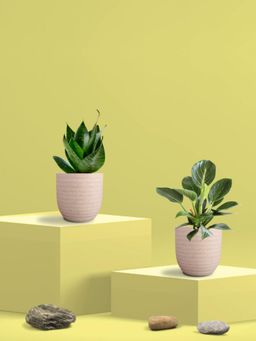 Greenkin - Green Snake Plant & Birkin Plant in Eco Pot (Pack of 2)