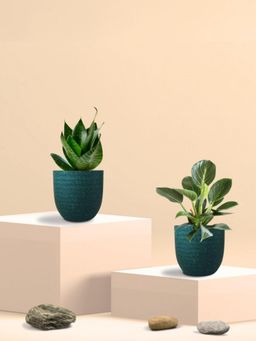Greenkin - Green Snake Plant & Birkin Plant in Eco Pot (Pack of 2)