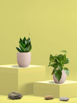 Greenkin - Green Snake Plant & Money Plant in Eco Pot (Pack of 2)