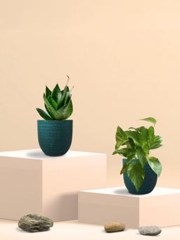 Greenkin - Green Snake Plant & Money Plant in Eco Pot (Pack of 2)