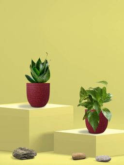 Greenkin - Green Snake Plant & Money Plant in Eco Pot (Pack of 2)