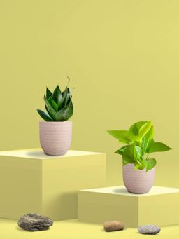 Greenkin - Green Snake Plant & Golden Pothos in Eco Pot (Pack of 2)