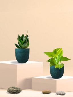 Greenkin - Green Snake Plant & Golden Pothos in Eco Pot (Pack of 2)