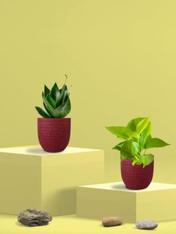 Greenkin - Green Snake Plant & Golden Pothos in Eco Pot (Pack of 2)