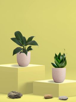 Greenkin - Green Snake Plant & Peace Lily Plant in Eco Pot (Pack of 2)
