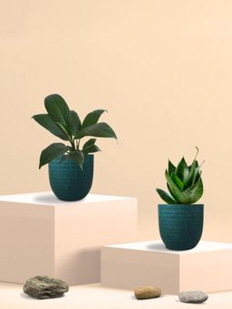 Greenkin - Green Snake Plant & Peace Lily Plant in Eco Pot (Pack of 2)