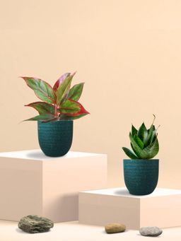 Greenkin - Green Snake Plant & Lipstick Plant in Eco Pot (Pack of 2)