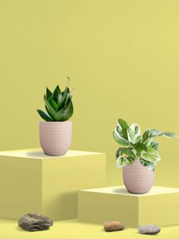 Greenkin - Green Snake Plant & Njoy Money Plant in Eco Pot (Pack of 2)