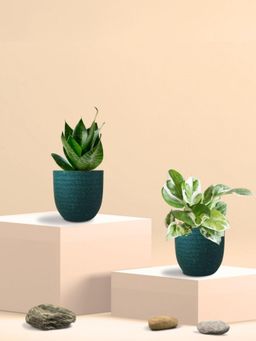 Greenkin - Green Snake Plant & Njoy Money Plant in Eco Pot (Pack of 2)