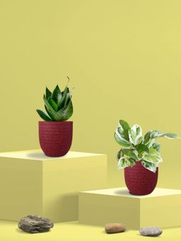 Greenkin - Green Snake Plant & Njoy Money Plant in Eco Pot (Pack of 2)