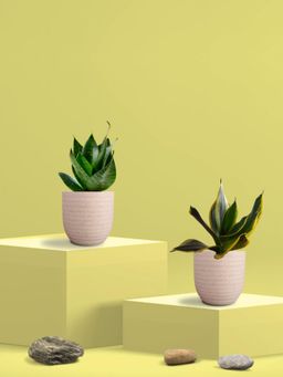 Greenkin - Green & Golden Snake Plant in Eco Pot (Pack of 2)