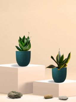 Greenkin - Teal & Golden Snake Plant in Eco Pot (Pack of 2)