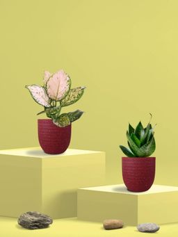 Greenkin - Green Snake Plant & Wishes Plant in Eco Pot (Pack of 2)