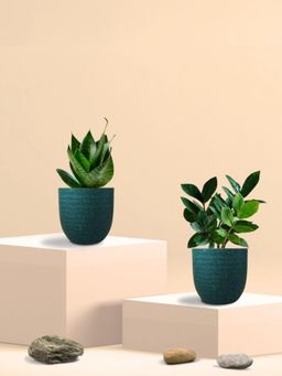 Greenkin - Green Snake Plant & Zamia Plant in Eco Pot (Pack of 2)