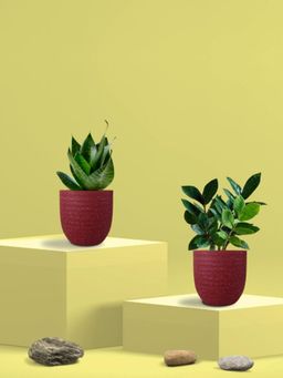 Greenkin - Green Snake Plant & Zamia Plant in Eco Pot (Pack of 2)