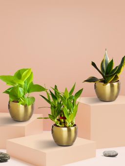 Greenkin - Home Vastu Plants with Metal Pots (Pack of 3)