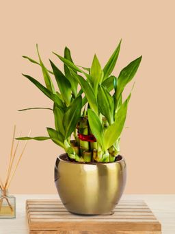 Greenkin - 2-Layer Lucky Bamboo Plant with Metal Pot