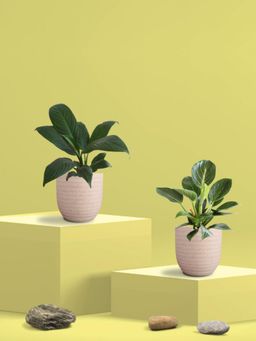 Greenkin - Peace Lily Plant and Birkin Plant in Eco Pot (Pack of 2)