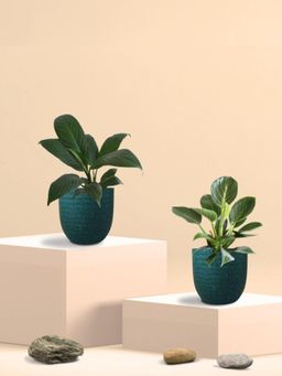 Greenkin - Peace Lily Plant and Birkin Plant in Eco Pot (Pack of 2)
