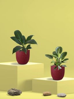 Greenkin - Peace Lily Plant and Birkin Plant in Eco Pot (Pack of 2)