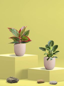 Greenkin - Aglaonema Maroon Plant and Birkin Plant in Eco Pot (Pack of 2)