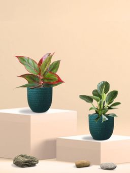 Greenkin - Aglaonema Maroon Plant and Birkin Plant in Eco Pot (Pack of 2)