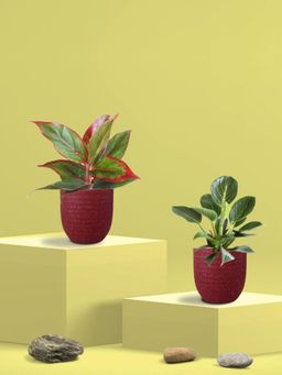 Greenkin - Aglaonema Maroon Plant and Birkin Plant in Eco Pot (Pack of 2)