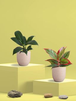 Greenkin - Aglaonema Maroon Plant and Peace Lily Plant in Eco Pot (Pack of 2)