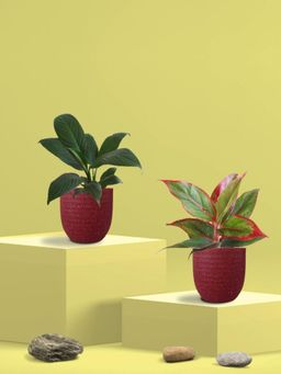 Greenkin - Aglaonema Maroon Plant and Peace Lily Plant in Eco Pot (Pack of 2)