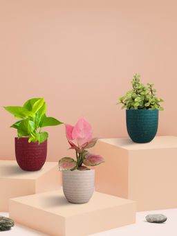 Greenkin - Money Attracting Plants (Pack of 3)