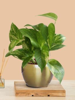 Greenkin - Gold King Money Plant In Metal Pot