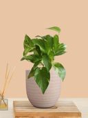 Cream color option, Currently selected