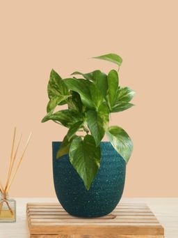 Greenkin - Gold King Money Plant In Teal Decor Pot