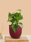 Maroon color option, Currently selected