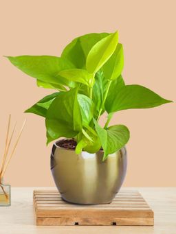 Greenkin - Golden Money Plant In Metal Pot