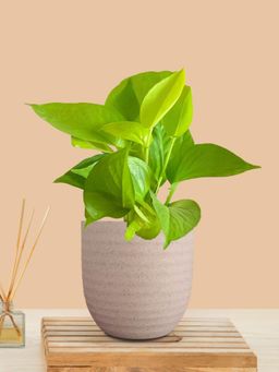 Greenkin - Golden Money Plant In Cream Decor Pot