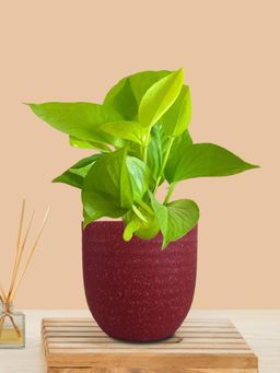 Greenkin - Golden Money Plant Live Plant In Maroon Decor Pot