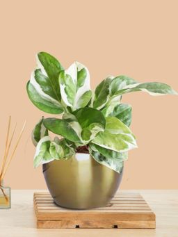 Greenkin - Money Plant Njoy In Golden Metal Pot
