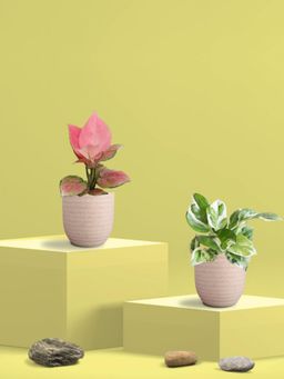 Greenkin - Njoy Money Plant & Pink Plant in Eco Pot (Pack of 2)