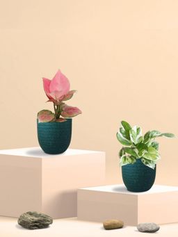 Greenkin - Njoy Money Plant & Pink Plant in Eco Pot (Pack of 2)