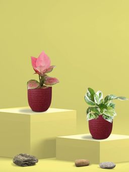 Greenkin - Njoy Money Plant & Pink Plant in Eco Pot (Pack of 2)