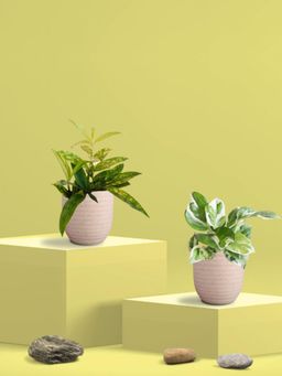 Greenkin - Njoy Money Plant & Bamboo Gold Plant in Eco Pot (Pack of 2)