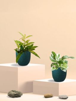 Greenkin - Njoy Money Plant & Bamboo Gold Plant in Eco Pot (Pack of 2)