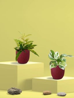 Greenkin - Njoy Money Plant & Bamboo Gold Plant in Eco Pot (Pack of 2)