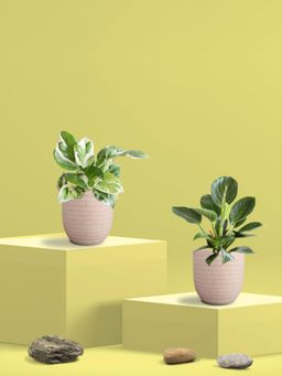 Greenkin - Njoy Money Plant & Philodendron Plant in Eco Pot (Pack of 2)