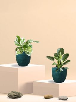 Greenkin - Njoy Money Plant & Philodendron Plant in Eco Pot (Pack of 2)